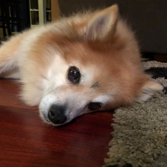 Meet your Posher, Sara - Picture 1 of 1